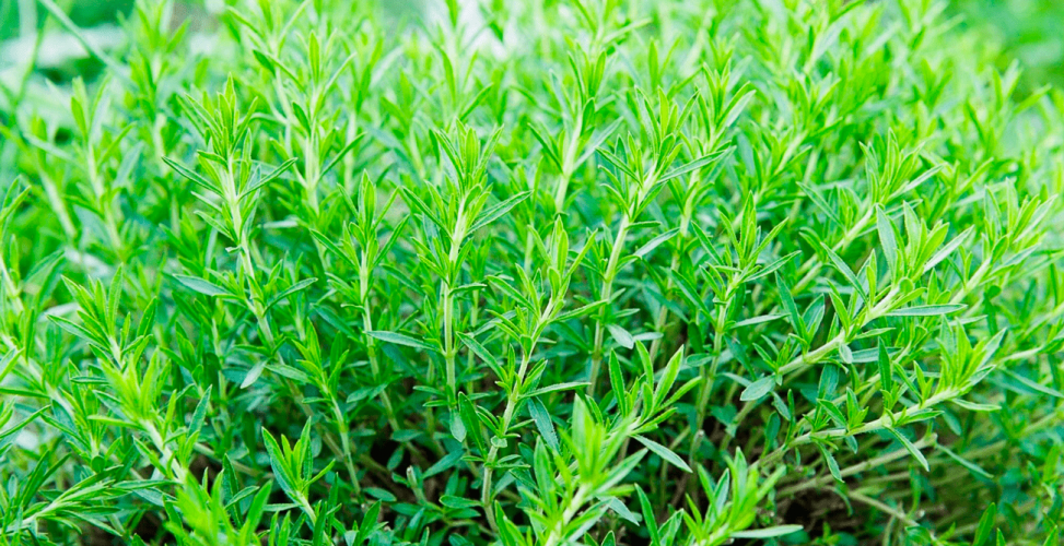Эстрагон — универсальная пряная трава на Вашем участке